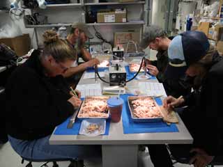 lunch is served in the lab..er...regurgitated penguin lunch studying penguin diet
