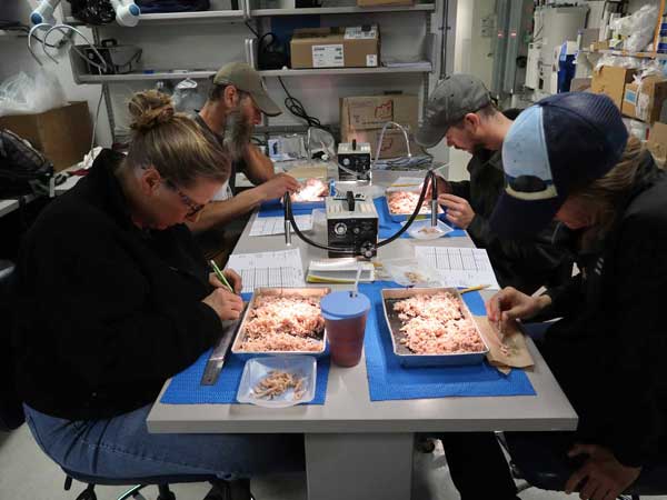 studying the penguin diet